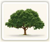 hanes-plant-a-tree
