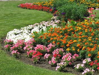 How to Have a Beautiful Flowerbed in 3 Easy Steps | Moms Need To Know