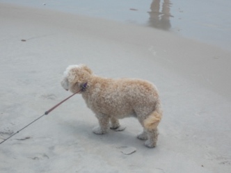 dog-on-beach