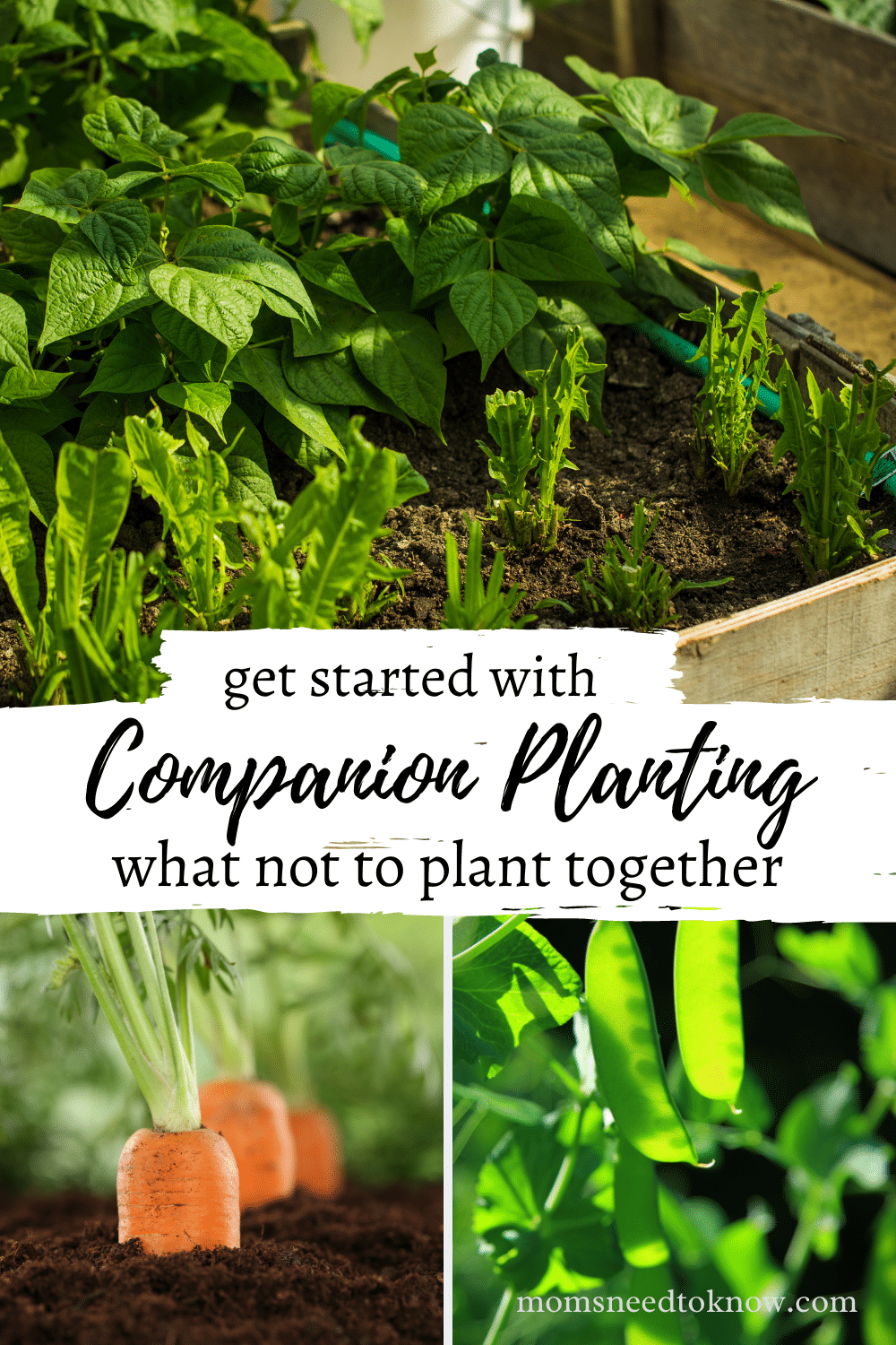 Companion planting what not to plant together moms need to know