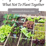 learn what vegetables to avoid planting together