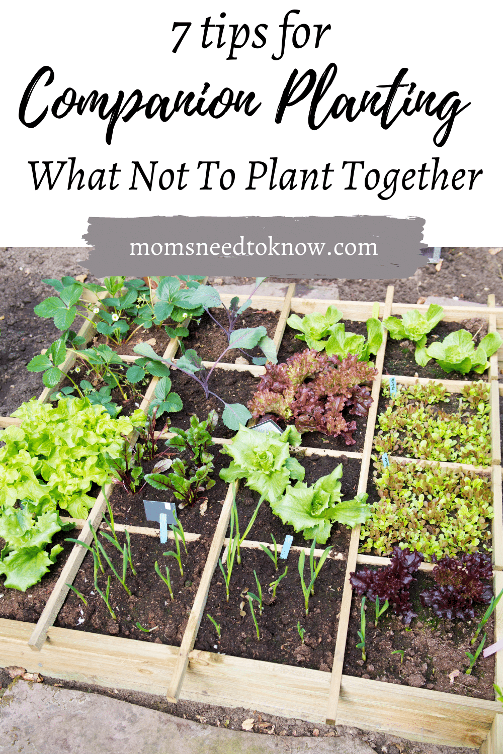 Companion planting what not to plant together moms need to know