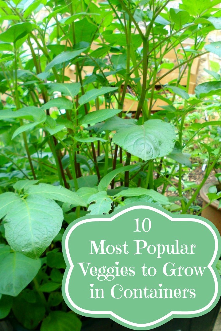 10 Most Popular Vegetables to Grow in Containers | Container Gardening