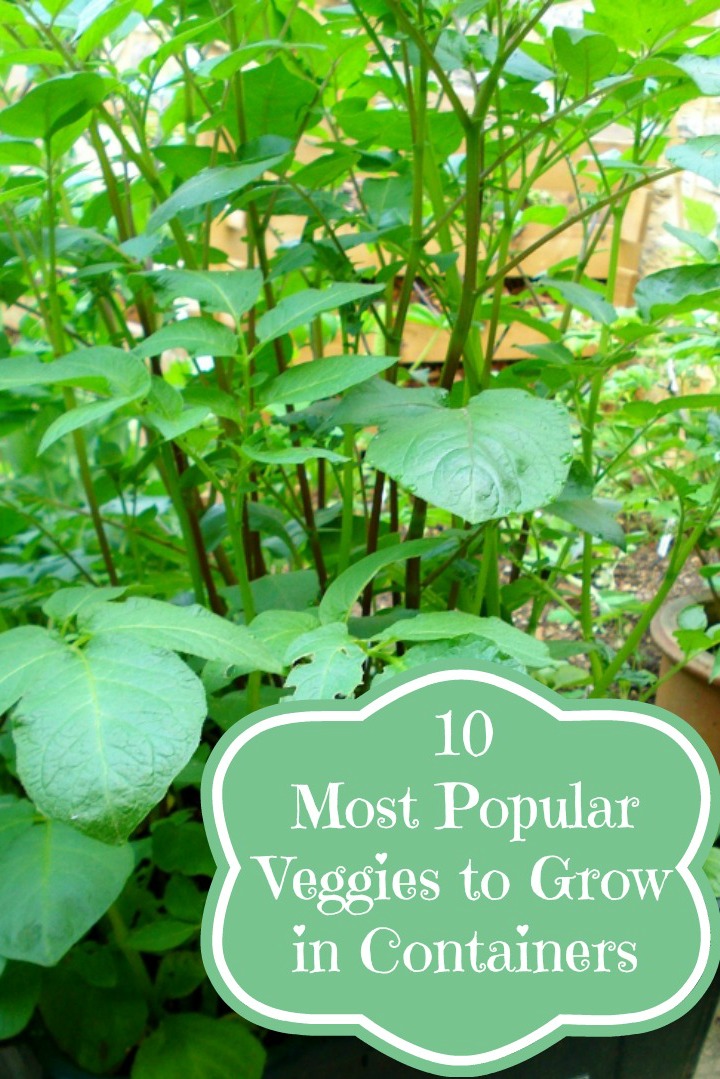 10 Most Popular Vegetables To Grow In Containers Container Gardening 