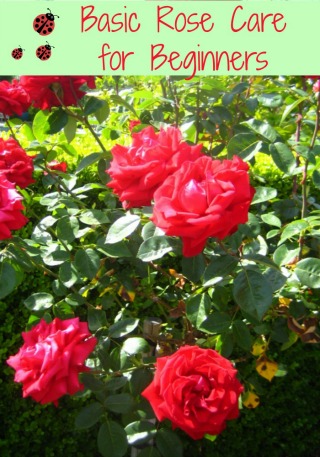 Caring for Roses: A Beginner's Rose Growing Guide