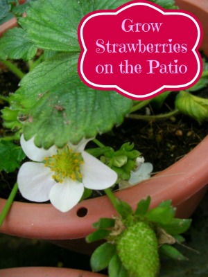How To Grow Strawberries on the Patio