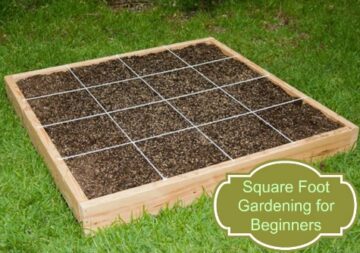 Getting Started With Square Foot Gardening | Moms Need To Know