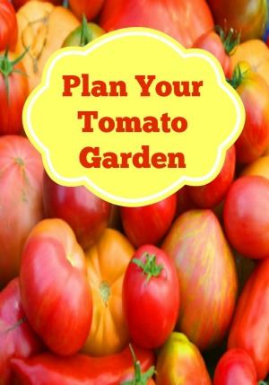 Time to Plan Your Tomato Garden