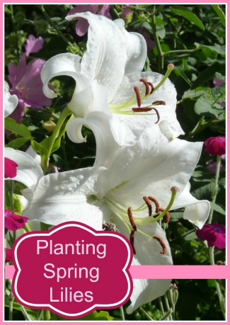 Tips for Planting Spring Lilies