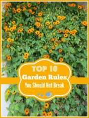 Top 10 Gardening Rules That You Should Never Break! | Moms Need To Know