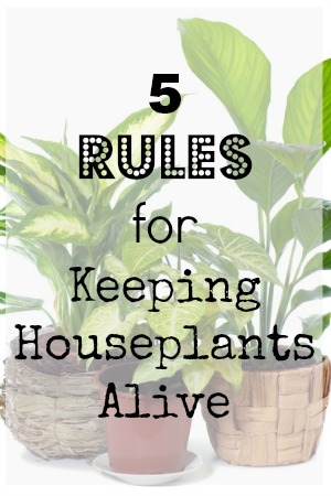 5 Rules For Keeping Houseplants Alive