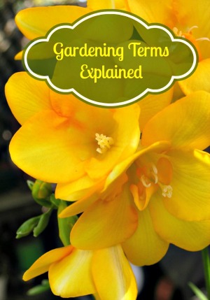 Gardening Terms Explained For You