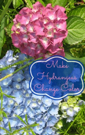 How To Make Hydrangeas Change Color