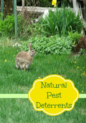 Natural Pest Deterrents For Your Garden | Moms Need To Know