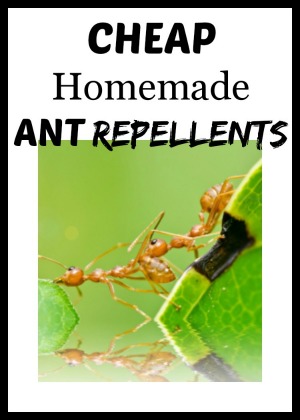 Cheap and Natural Homemade Ant Repellents