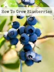 How To Grow Blueberries | Moms Need To Know