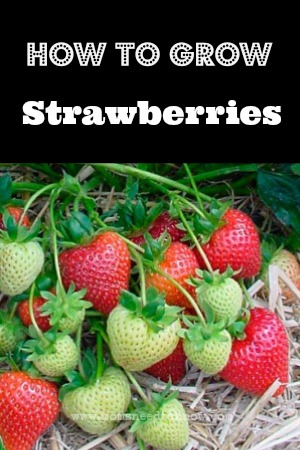 Learn How To Grow Strawberries