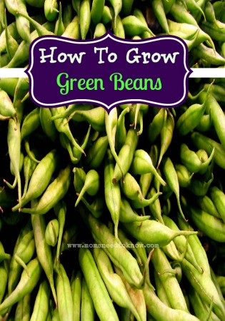 Learn How to Grow Green Beans