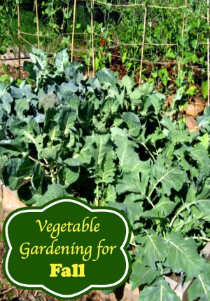 Ideas for Vegetable Gardening for Fall