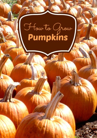 Learn How To Grow Pumpkins