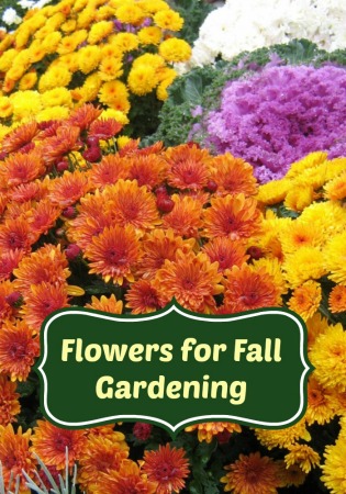 The Best Flowers for Fall Gardening