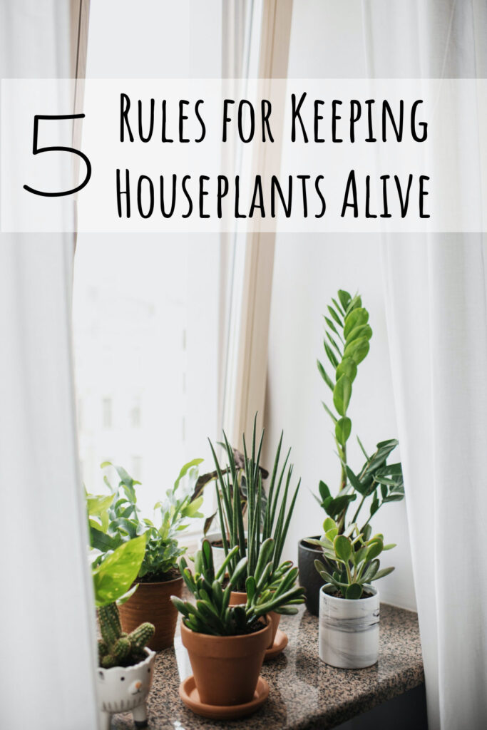 Plants in the home can be both decorative as well as a source of peace and calm. Follow these simple rules for keeping houseplants alive!