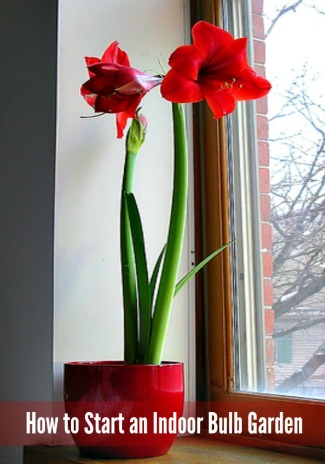 Learn How to Start an Indoor Bulb Garden