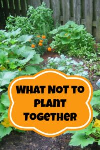 Some plants just don't play very well with each other! Here are the plants you should be planting too close together