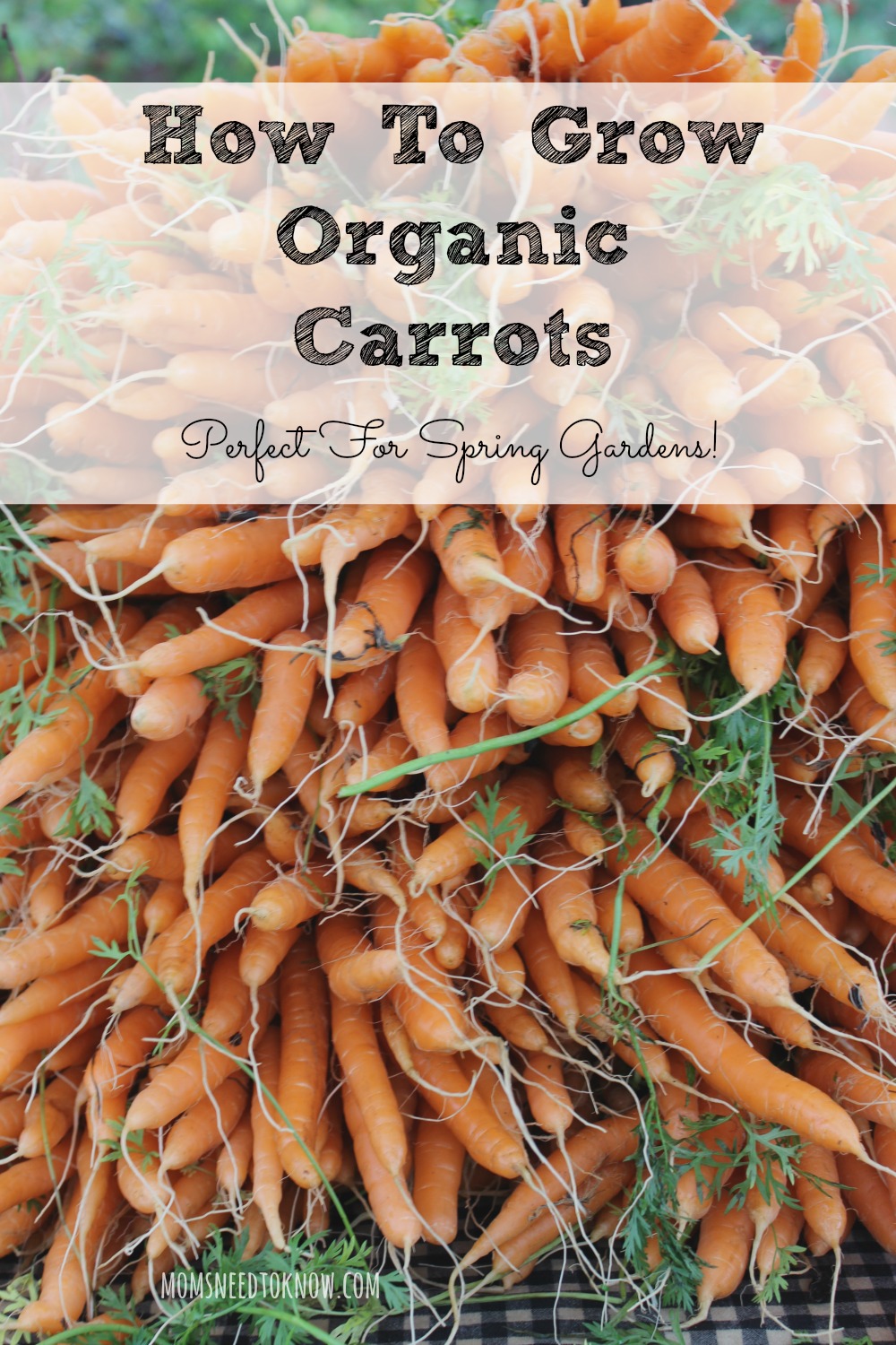 How To Grow Organic Carrots in Your Spring Garden