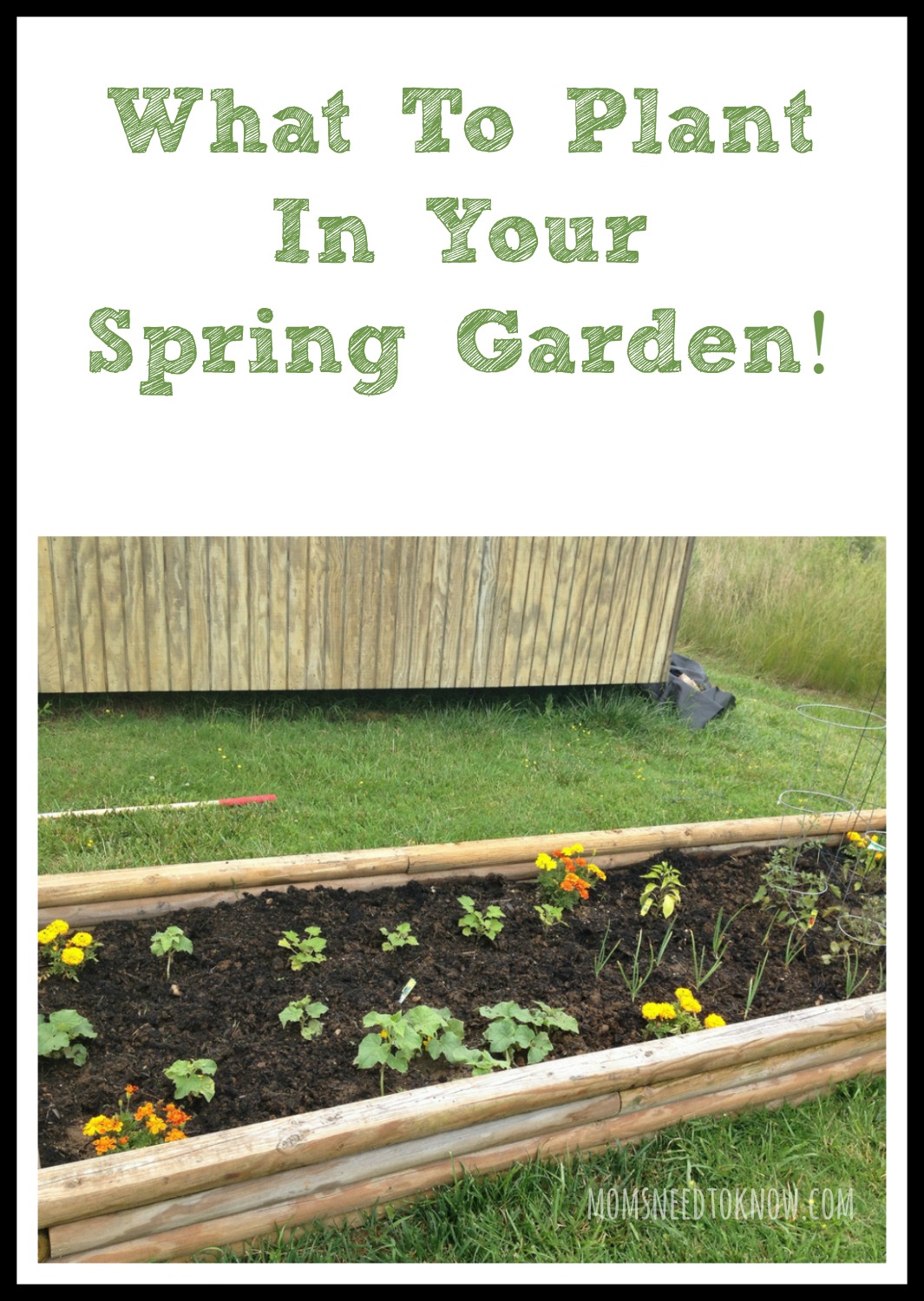 What to Plant In Your Spring Garden