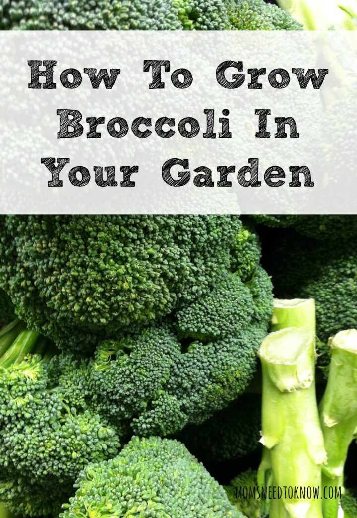 How To Grow Broccoli In Your Garden | Moms Need To Know