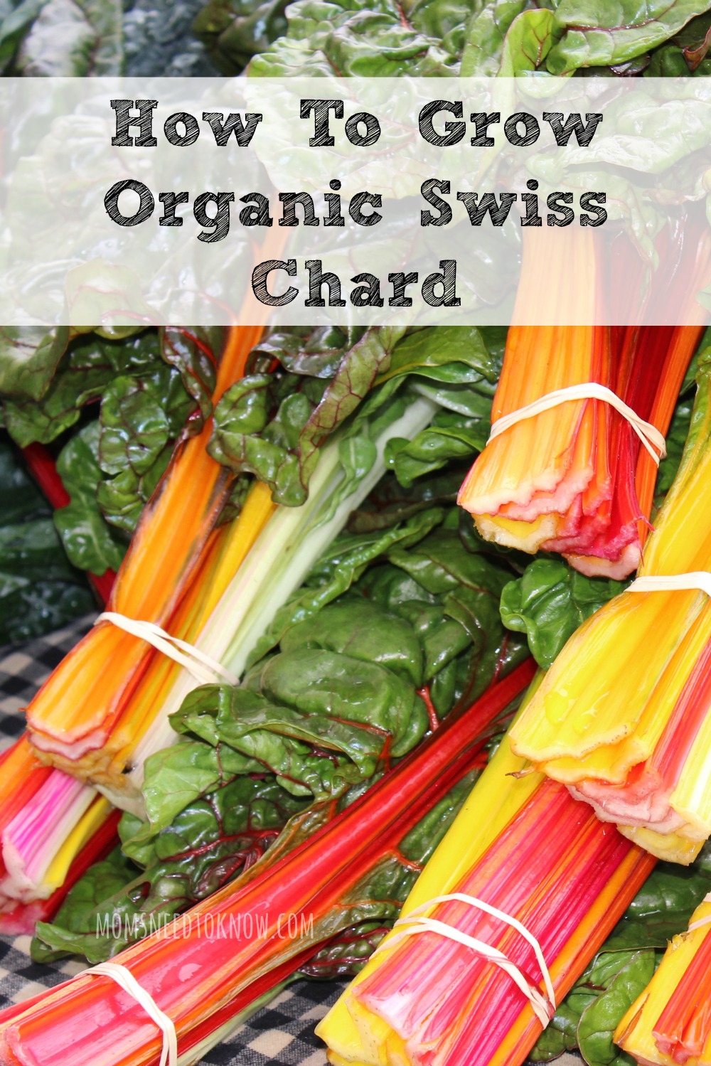 How To Grow Organic Swiss Chard In Your Garden