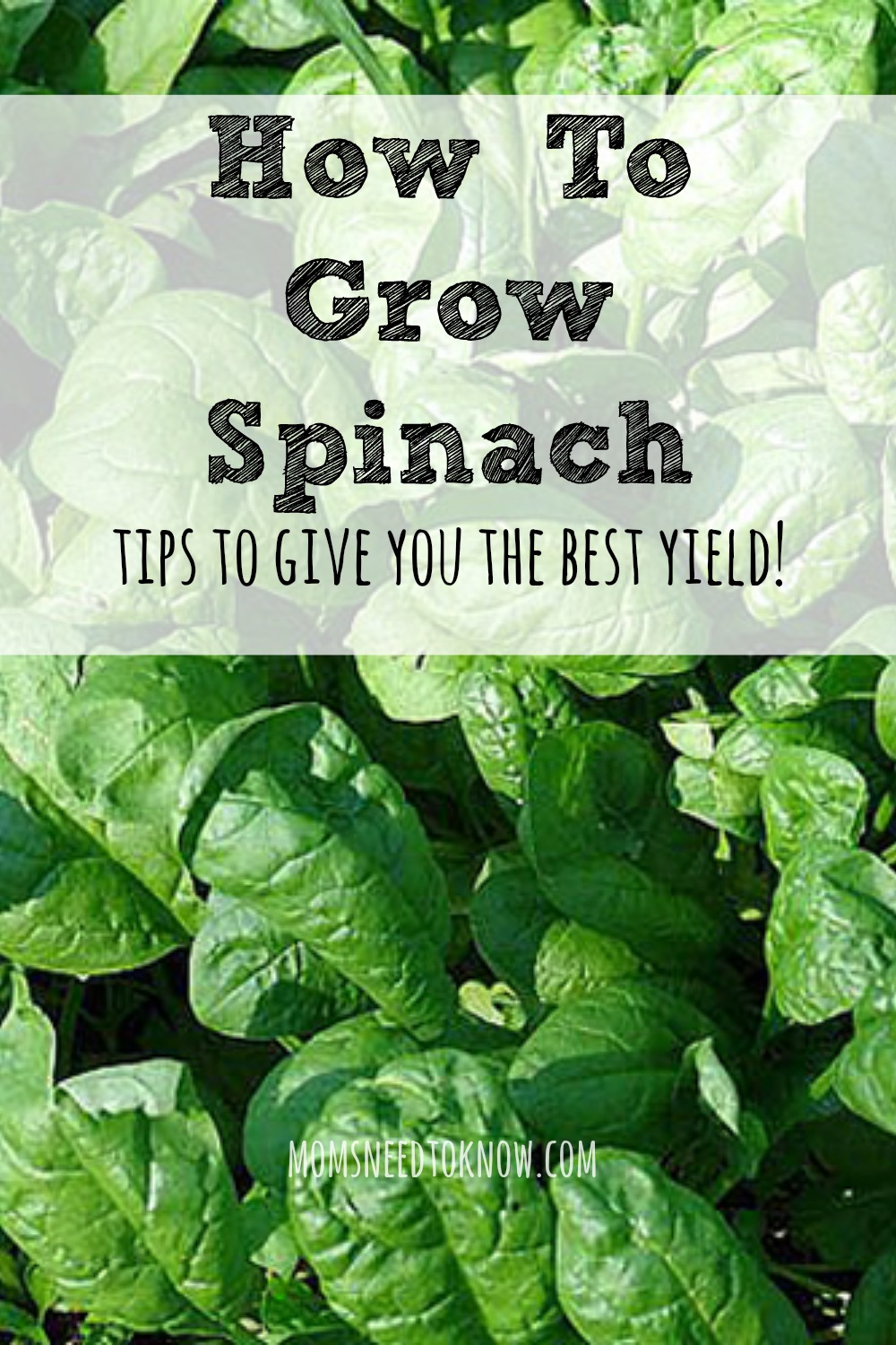 How to Grow Spinach To Get The Best Yield