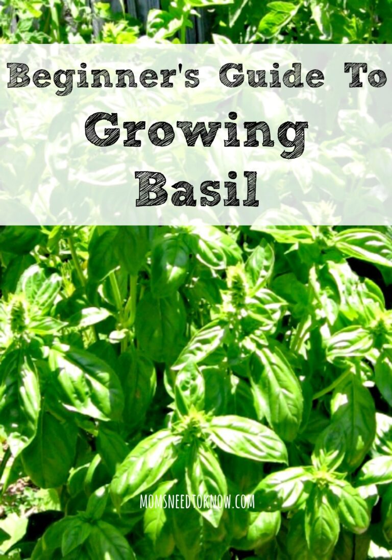 A Beginner's Guide To Growing Basil | Moms Need To Know