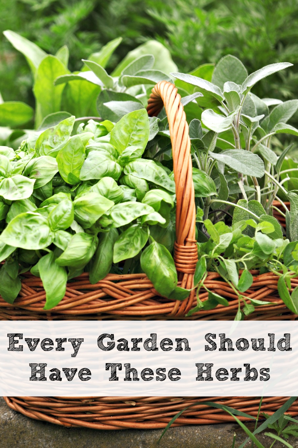 Basket with fresh herbs in herb garden.