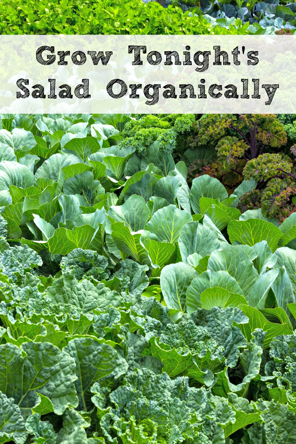 You can grow everything you need for your salads right in your own garden and it is so easy and fun to do!