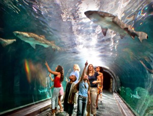 Adventure Aquarium Shark Tunnel