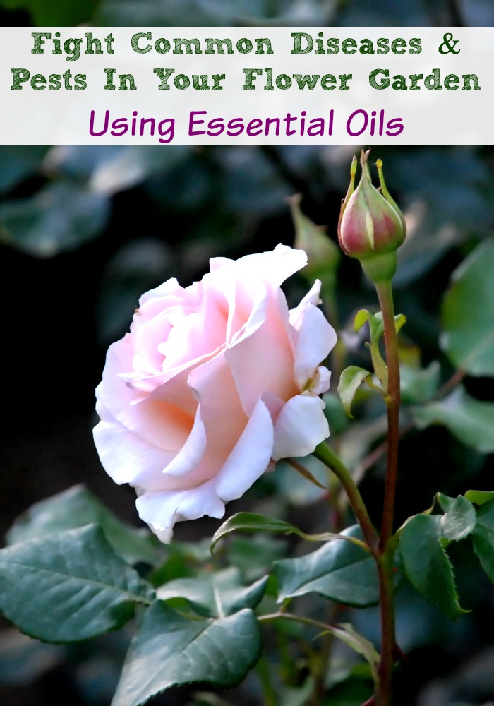 Fight Common Diseases & Pests In Your Flower Garden  Using Essential Oils