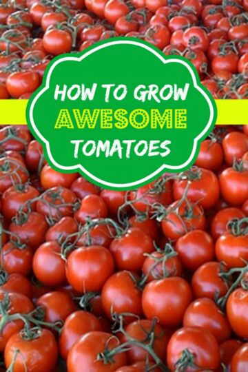 How To Grow Awesome Tomatoes | Moms Need To Know