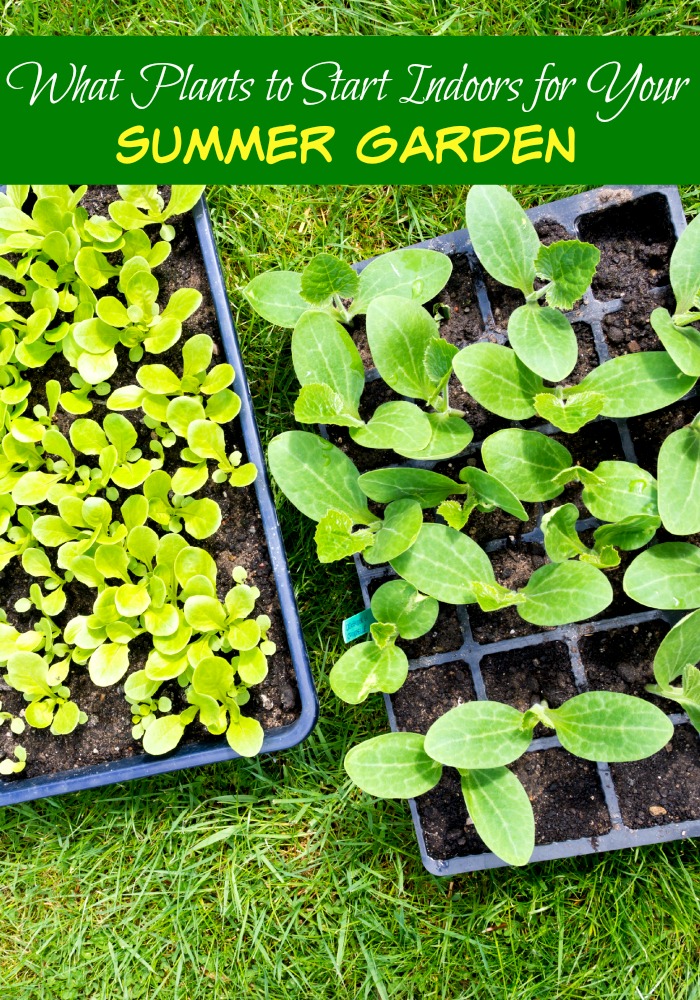 If like me, you are getting itchy to get in the garden and start planting, you can still start some plants inside for your summer garden!