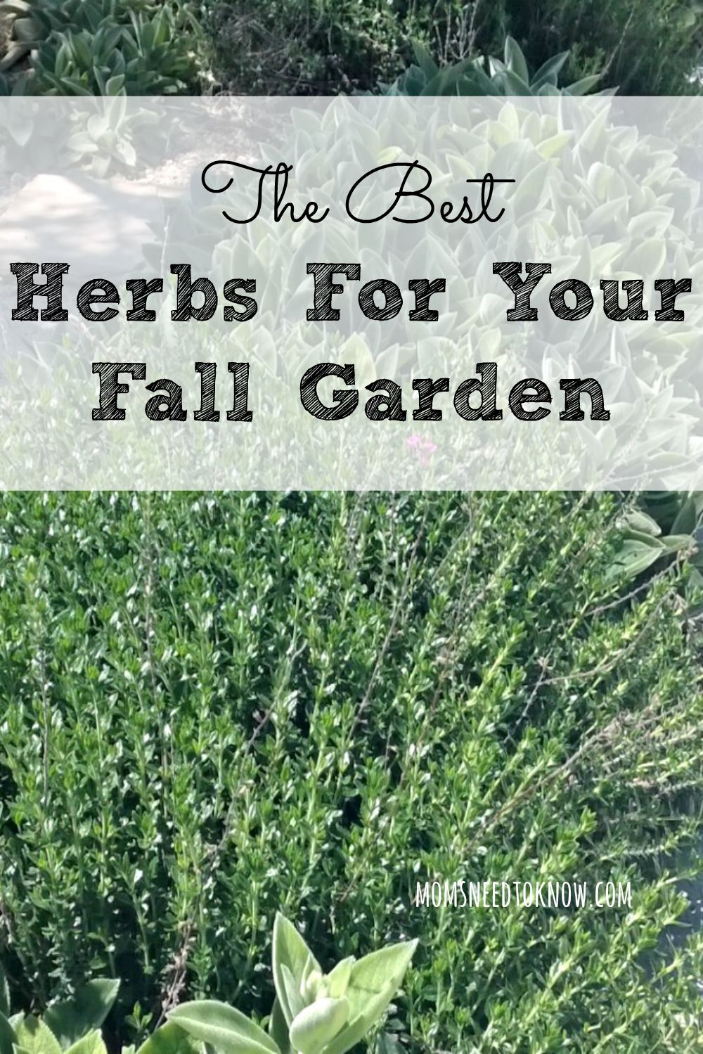 Just because the weather is getting cooler doesn't mean that you can't still have an herb garden, These are the best herbs to plant in your fall garden!