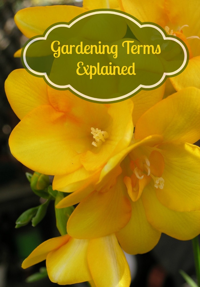 Gardening seems to have its own language. Here is your guide to the language of the garden!