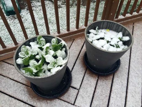 Seriously???? This is my spinach and lettuce...in April!