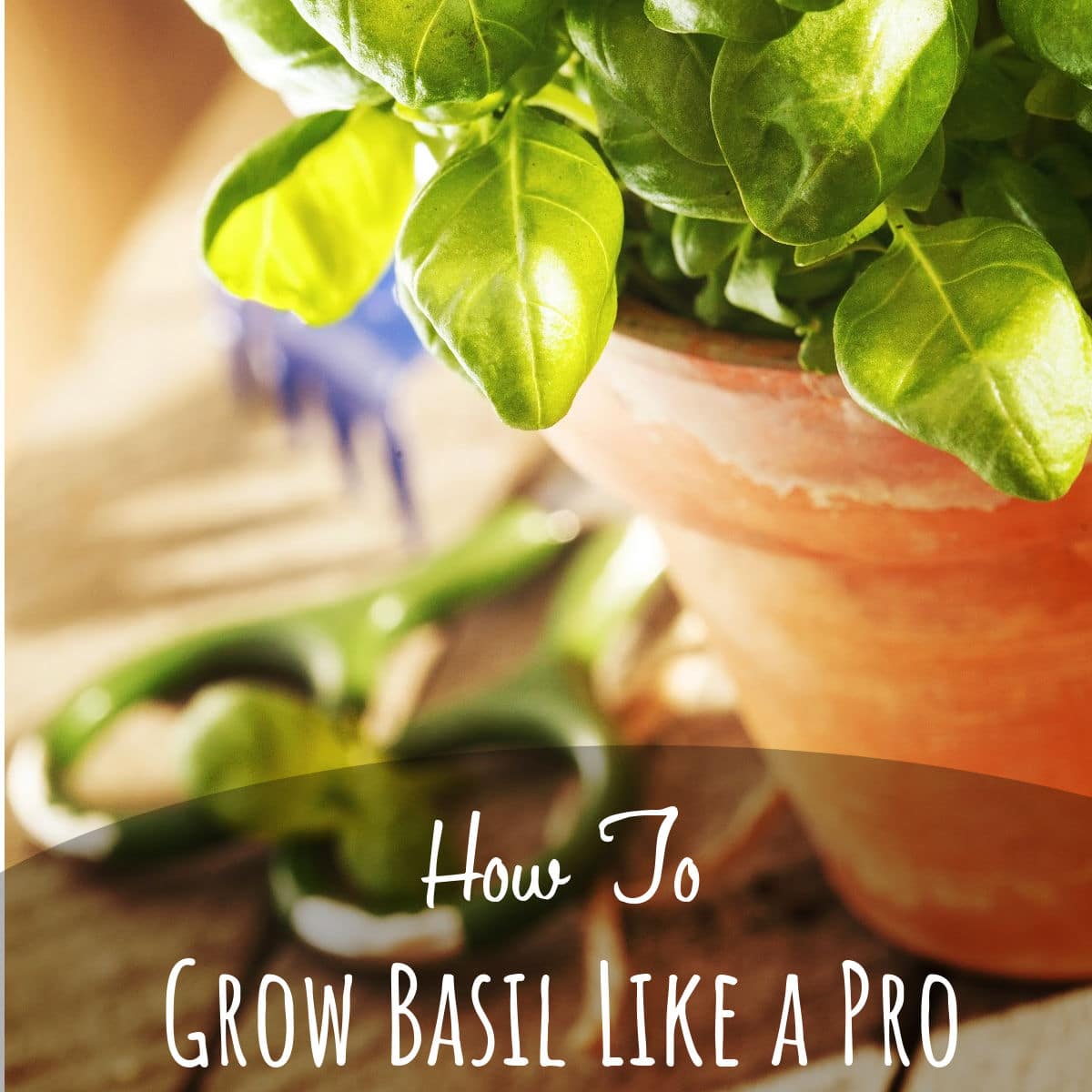 A Beginner's Guide To Growing Basil Moms Need To Know