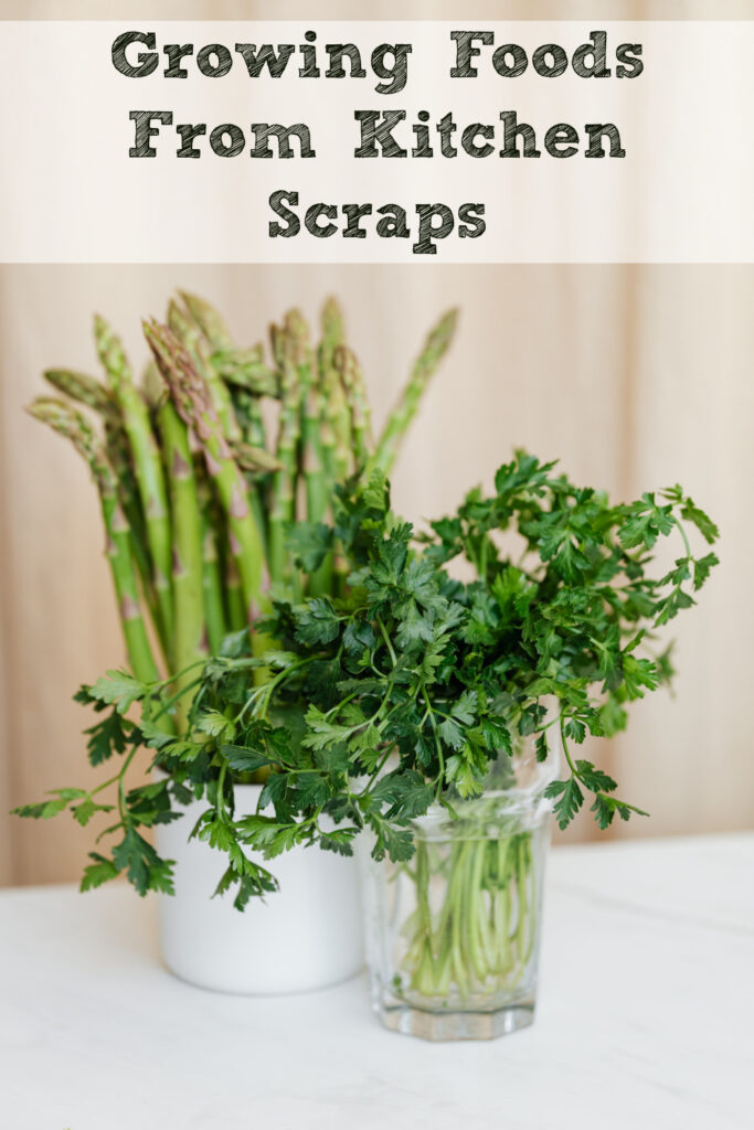 Growing foods from everyday kitchen scraps