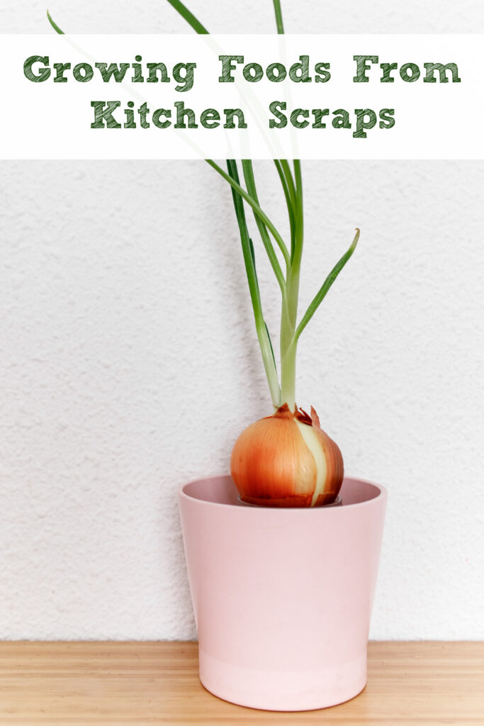 Growing vegetables from kitchen scraps is easy and fun