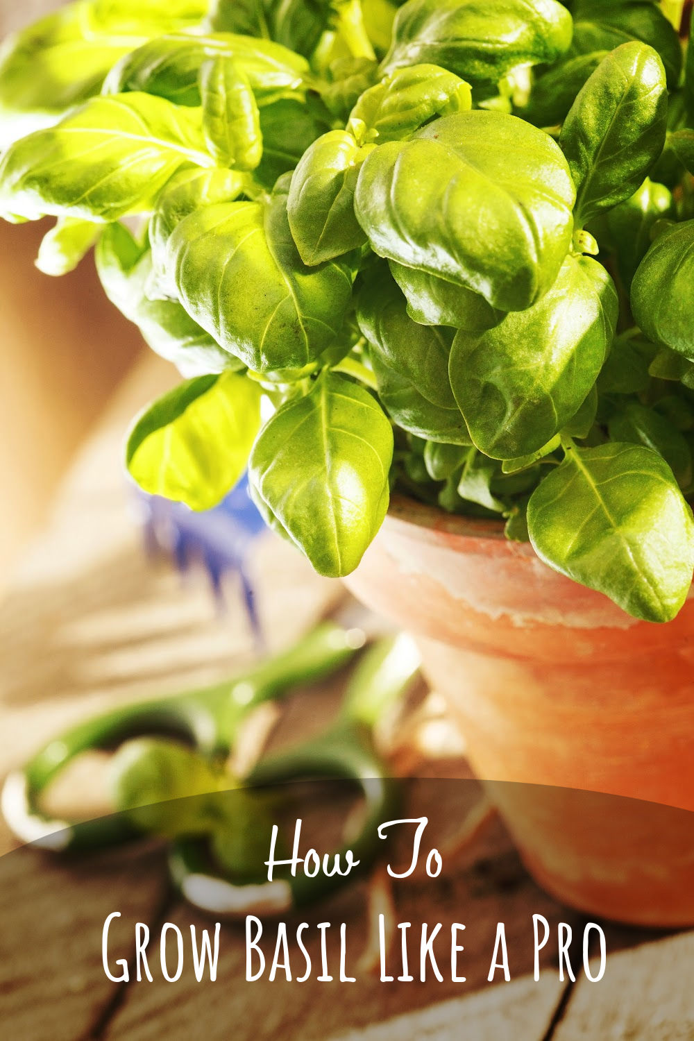 A Beginner's Guide To Growing Basil