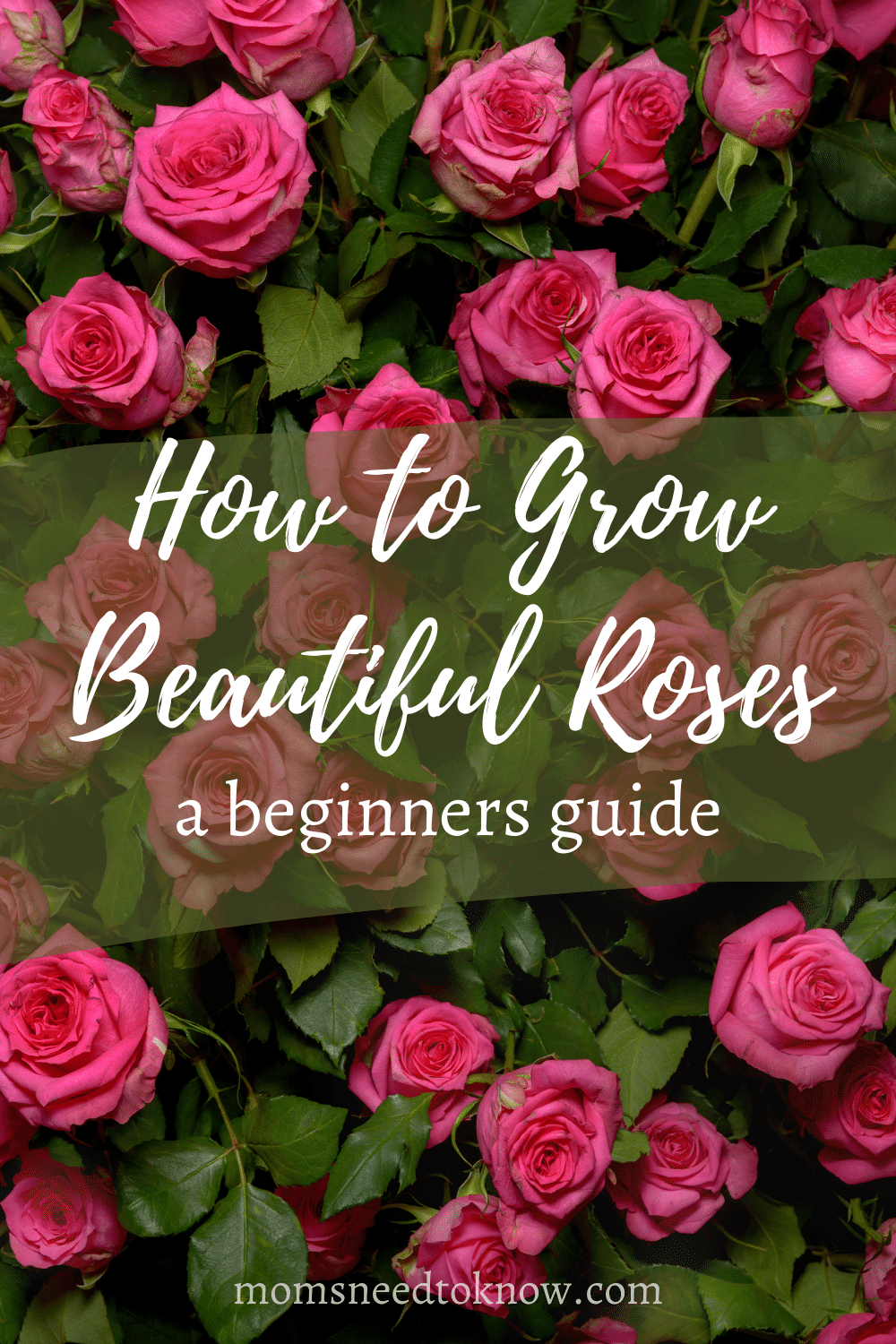 Basic Rose Care For Beginners How To Care For Roses Moms Need To Know