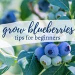 blueberry bush with green leaves