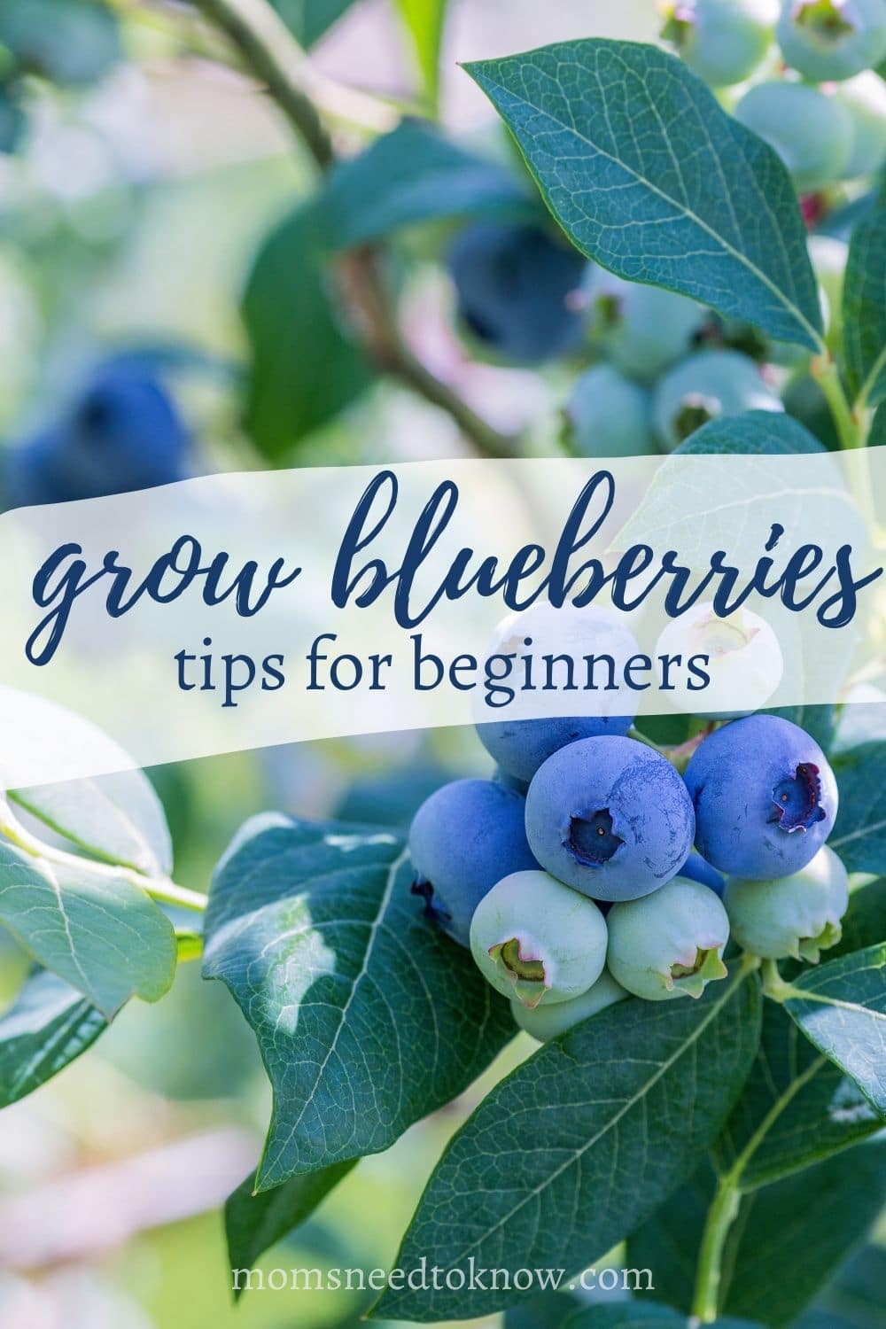 How To Grow Blueberries | Moms Need To Know
